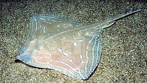 Raja microocellata07